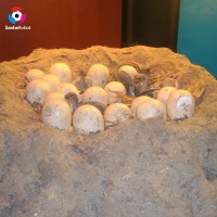 SH-FF215 Zigong Dinosaur Museum Dinosaur Fossils Eggs for Sale